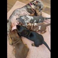 Dachshund (Standard &amp; Miniature) - Both