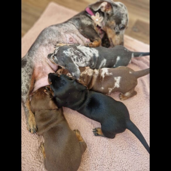 Dachshund (Standard &amp; Miniature) - Both