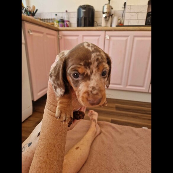 Dachshund (Standard &amp; Miniature) - Both
