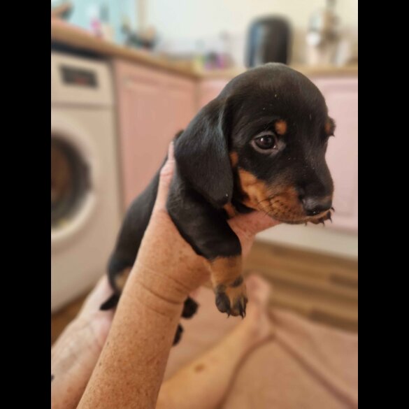Dachshund (Standard &amp; Miniature) - Both