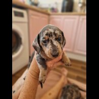 Dachshund (Standard &amp; Miniature) - Both