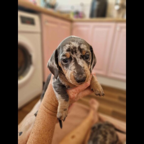 Dachshund (Standard &amp; Miniature) - Both