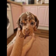 Dachshund (Standard &amp; Miniature) - Both