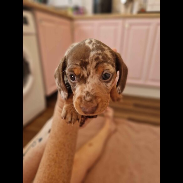 Dachshund (Standard &amp; Miniature) - Both