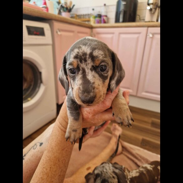 Dachshund (Standard &amp; Miniature) - Both