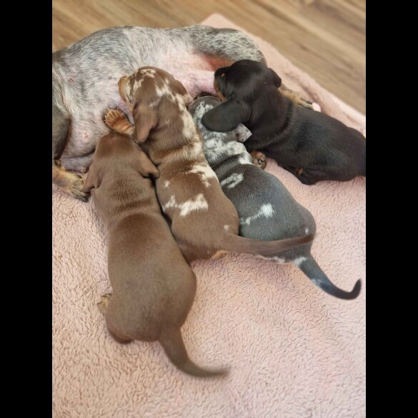 Dachshund (Standard &amp; Miniature) - Both