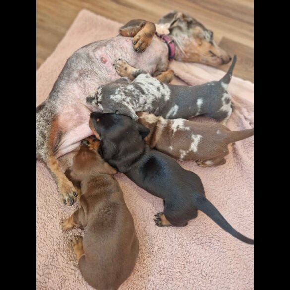 Dachshund (Standard &amp; Miniature) - Both