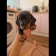 Dachshund (Standard &amp; Miniature) - Both