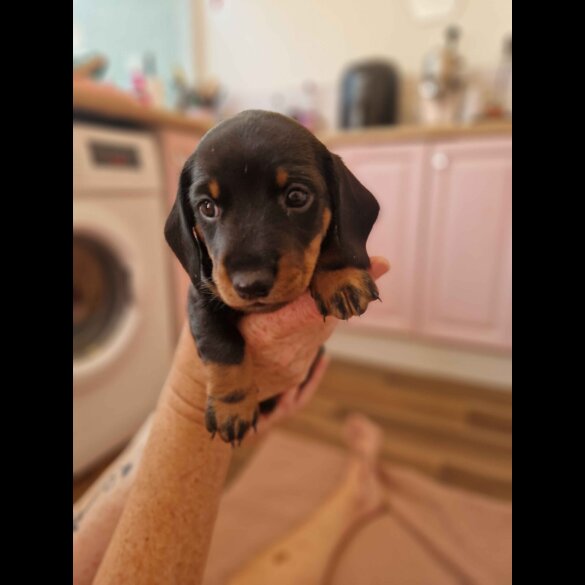 Dachshund (Standard &amp; Miniature) - Both