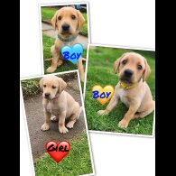Labrador Retriever - Both