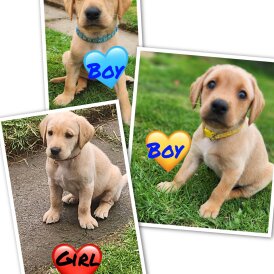 Labrador Retriever - Both