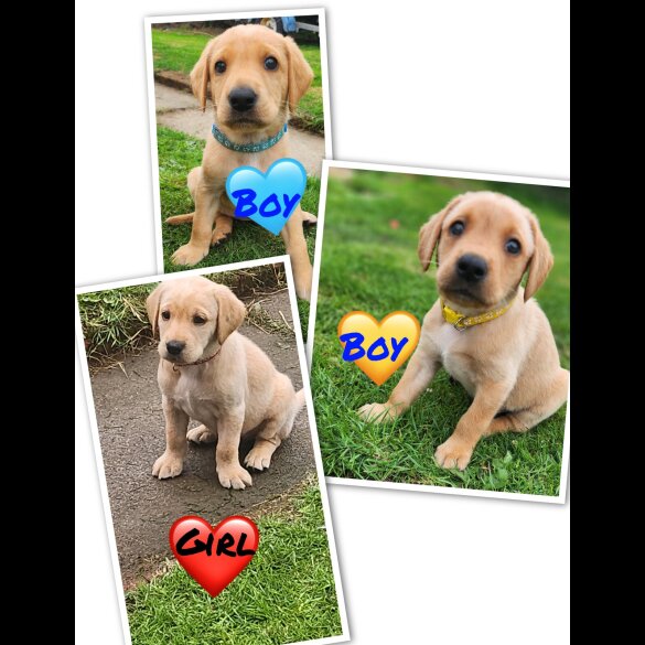 Labrador Retriever - Both