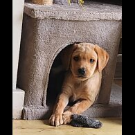 Labrador Retriever - Both