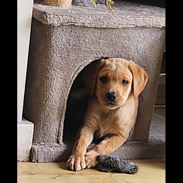 Labrador Retriever - Both
