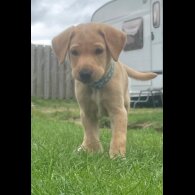 Labrador Retriever - Both