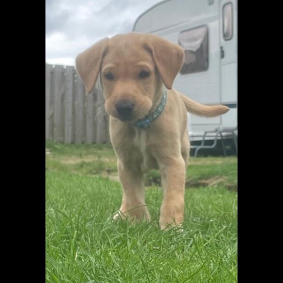 Labrador Retriever - Both