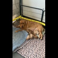 Labrador Retriever - Both