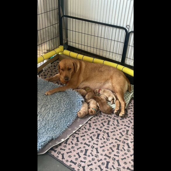 Labrador Retriever - Both