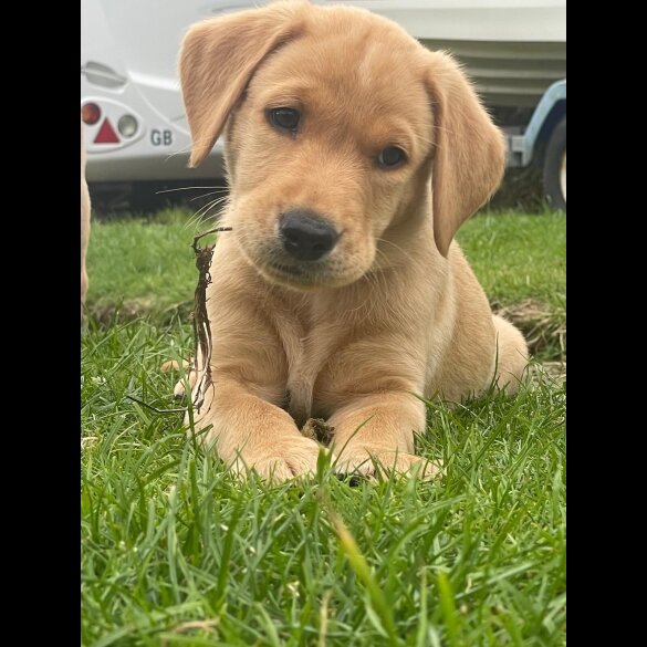 Labrador Retriever - Both