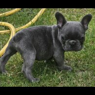 French Bulldog - Both