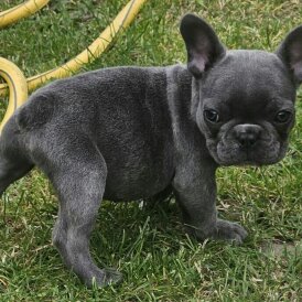 French Bulldog - Both