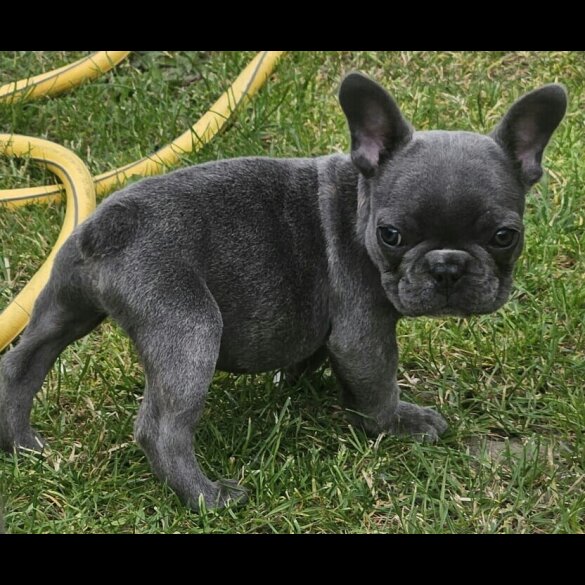 French Bulldog - Both