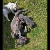 French Bulldog - Both