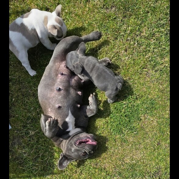 French Bulldog - Both