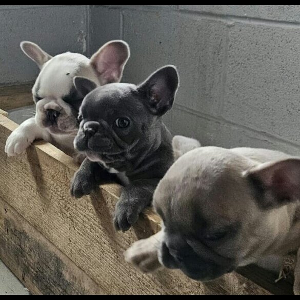 French Bulldog - Both