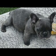 French Bulldog - Both