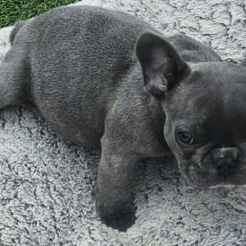 French Bulldog - Both