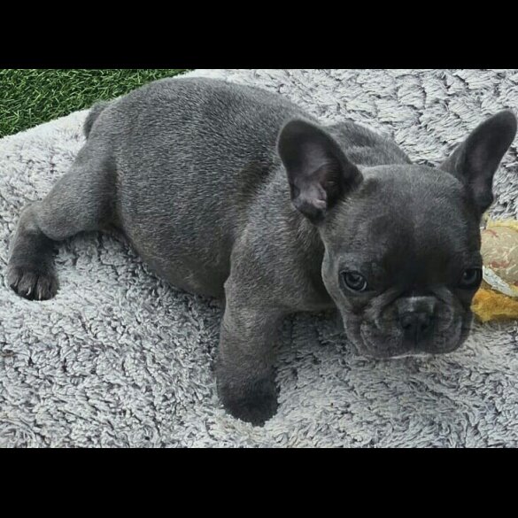 French Bulldog - Both