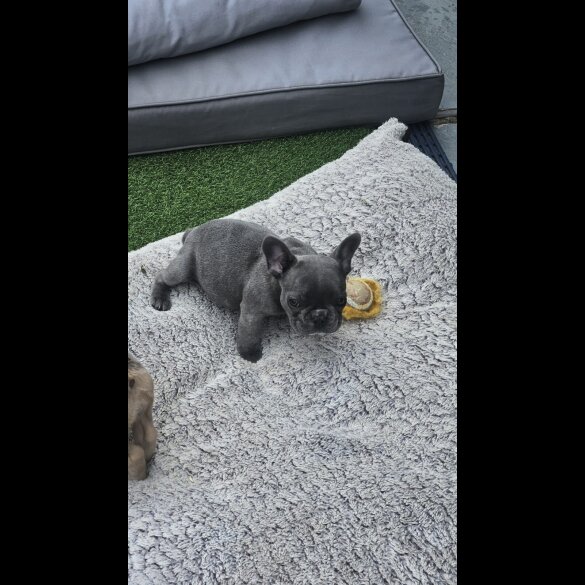 French Bulldog - Both