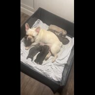 French Bulldog - Bitches