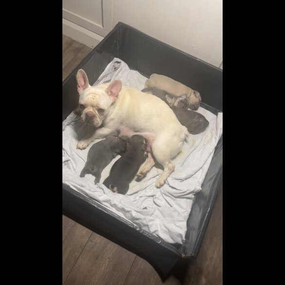 French Bulldog - Bitches