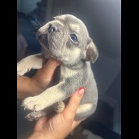French Bulldog - Bitches
