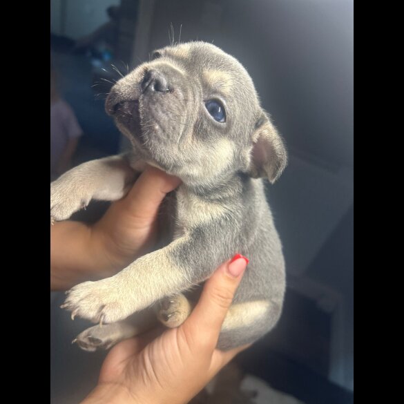 French Bulldog - Bitches