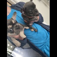 French Bulldog - Bitches