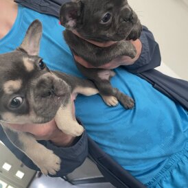 French Bulldog - Bitches