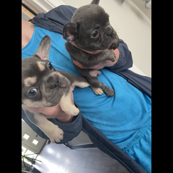 French Bulldog - Bitches