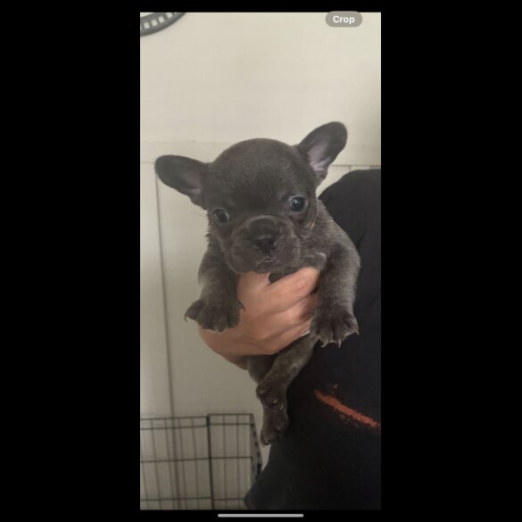 French Bulldog - Bitches