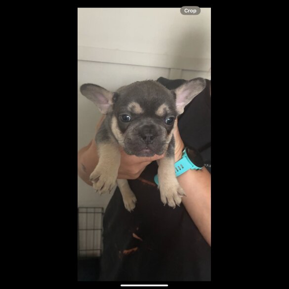 French Bulldog - Bitches
