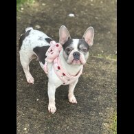 French Bulldog - Bitches