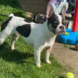 French Bulldog - Bitches