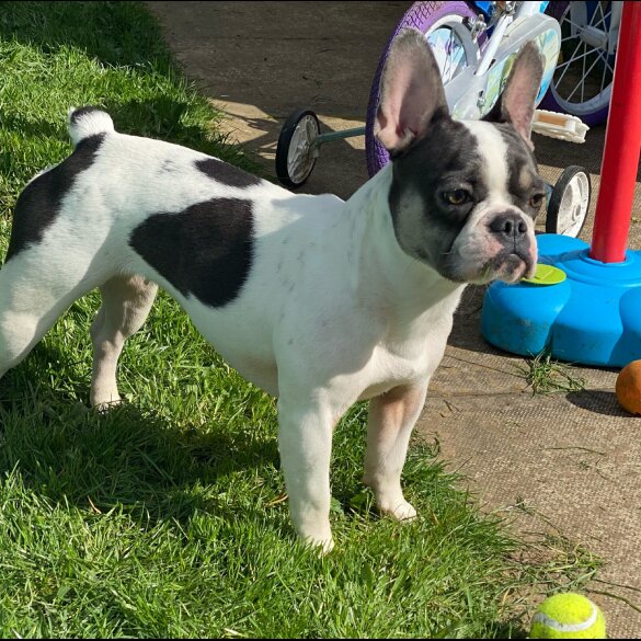 French Bulldog - Bitches