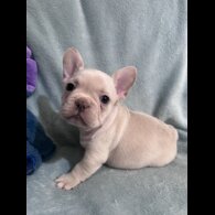 French Bulldog - Dogs