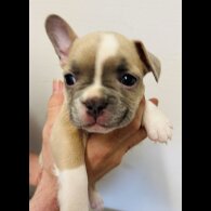 French Bulldog - Bitches
