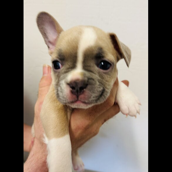 French Bulldog - Bitches