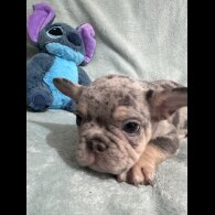 French Bulldog - Dogs