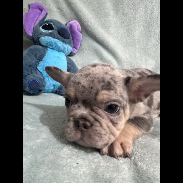 French Bulldog - Dogs
